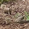 Squirrel and rattlesnake caught in brutal life-or-death battle - until clutch move saves the day
