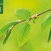 heise-Angebot: Moderne Java-Entwicklung: Jetzt noch Ticket für die betterCode() Spring sichern