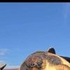 Perdue au large de la Vendée, cette tortue des mers tropicales a été sauvée par un plaisancier