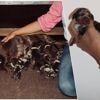“Ik dacht dat ze klaar was en had alles schoongemaakt... Toen kwamen er nog twee”: teckel Mupke uit Zonhoven verrast met uitzonderlijk nestje