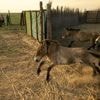 Bilder einer Rückkehr: Erste Herde mit Berliner Przewalski-Pferden ausgewildert