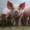 Lebensmittel: Warteschleife für das staatliche Tierhaltungslogo