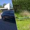 Loslopende pauw valt auto aan in Oelegem: “Tja, hij ziet zijn reflectie en denkt dat er een concurrent in het spel is”