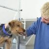 VIDEO. «On s’adapte» : brossage, démêlage... On a testé le métier de toiletteur canin à Rennes