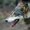 Aveyron : un loup responsable de plusieurs attaques de moutons abattu par des agents de l’État