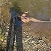 Chilling bushland discovery rocks Queensland police search for missing teen Pheobe Bishop
