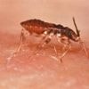 Cette « punaise qui embrasse » pique au visage pendant la nuit et crée une véritable épidémie