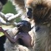 Un bébé gibbon à mains blanches est né dans un zoo de la Sarthe, une première depuis dix ans