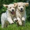 Pets at home forecast to report £133m profit