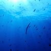 David Attenborough’s 'Ocean' is a brutal, beautiful wakeup call from the sea