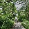 Manhunt launched after girl, 13, 'raped in woodland': Police say attacker was 'seen at McDonald's'