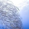 Comment se porte l’océan ? Le baromètre « Starfish » émet son premier bulletin, et il est alarmant