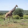 Il n'existe pas une espèce unique de girafes mais bien quatre différentes, selon une nouvelle classification