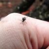 Chikungunya à La Réunion : l'ARS annonce le renfort de "six médecins" cette semaine alors que "le nombre de passage aux urgences reste élevé"