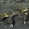 Anger as invasive Chinese creature that can climb 13ft walls is found in iconic Pacific Northwest beauty spot