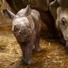 Zeldzame Indische neushoorn geboren in ZOO Planckendael: “Stem mee op de naam”