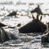 Crowds cheer 100th annual wild pony swim