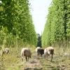 ENTRETIEN. « Le houblon peut grandir de 30 cm en un jour » : une plante étonnante aux multiples usages