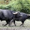 Un Américain achète deux buffles aux enchères, ses bêtes l’attaquent et le tuent
