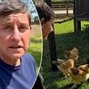 Ellen DeGeneres is plotting a career comeback... after getting 'a bit bored watching chickens' in England