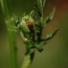 In deze natuurvriendelijke nieuwbouwwijk doen ze niet aan schuttingen