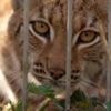 Lynx could be first UK zoo-born cat freed into the wild