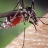 Le chikungunya circule désormais à une "intensité élevée" et sur l'ensemble de Mayotte, selon Santé Publique France