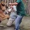 Shocking moment man is mauled by a TIGER after trying to take a selfie with it