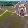 Wolf bijt hond in natuurgebied bij Epe, gemeente waarschuwt