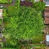 Fury as council bans homeowner from cutting down her 'Jack and the Beanstalk' tree despite claims from locals that huge oak could crush their homes