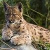 Will lynx be freely roaming Britain in two years' time? Natural England chief says they should be