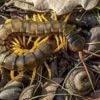 Une espèce sur cinq de mille-pattes, essentiels pour les sols, est menacée de disparition en France