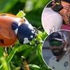 LADYBIRDS stop play! England cricket stars hit by a rare bug attack at Lord's against India - leaving Joe Root stranded