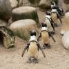 Safaripark Beekse Bergen moet op korte tijd afscheid nemen van veertien pinguïns