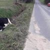 « S’il y a un mort un jour on s’en voudra » : des vaches divaguent, la colère gronde dans le village