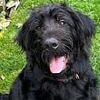 Chilling twist in hunt for burglar who calmly walked off with woman's dogs Bruno and Molly as judge unmasks her ex-partner as the dog-napper
