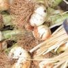 Le 5 juillet : Foire à l'oignon doux à Lézignan-la-Cèbe