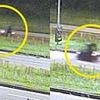 Girl, 17, is stabbed to death while calling cops to report being followed on her bike ride home in Holland as cops arrest asylum seeker 'who raped woman days earlier'
