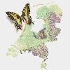 Het grote verdwijnen van de vlinder uit Nederland: waarom zoveel soorten hard achteruitgaan