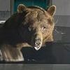 Giant bear crashes ice cream parlour on the hunt for a sweet treat