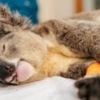 Australia approves world-first vaccine to curb koala chlamydia epidemic