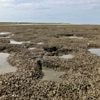 Klimaatverandering doet de schelpkokerworm in de Waddenzee goed
