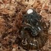A rare New Zealand snail is filmed for the first time laying an egg from its neck