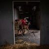 Horses on Kentucky farm helping men build sober lives, gain work and reunite families