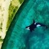Marineland d’Antibes : une vidéo relance la polémique sur le sort des orques