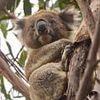 Outrage over koala 'massacre': Helicopter marksmen sniper hundreds dead after devastating bushfires