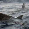 Un voilier français attaqué par des orques au large des côtes basques espagnoles, les deux occupants sains et saufs
