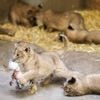 Ethicus over ophef na oproep dierentuin: ‘Het toont ons hypocriete denken over dierenlevens’