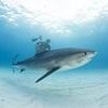 Tourist, 63, airlifted to hospital after shark attack while spearfishing in the Bahamas