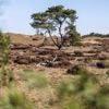 Bezuiniging op nationale parken is ‘bom onder bezoekerscentra’